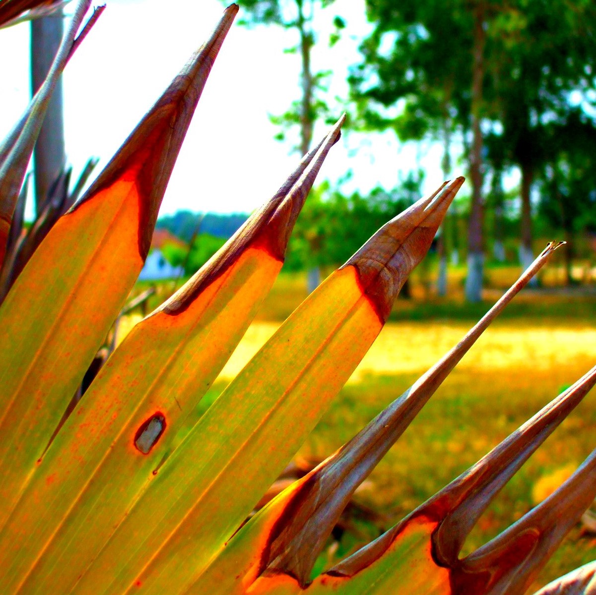 Manaus